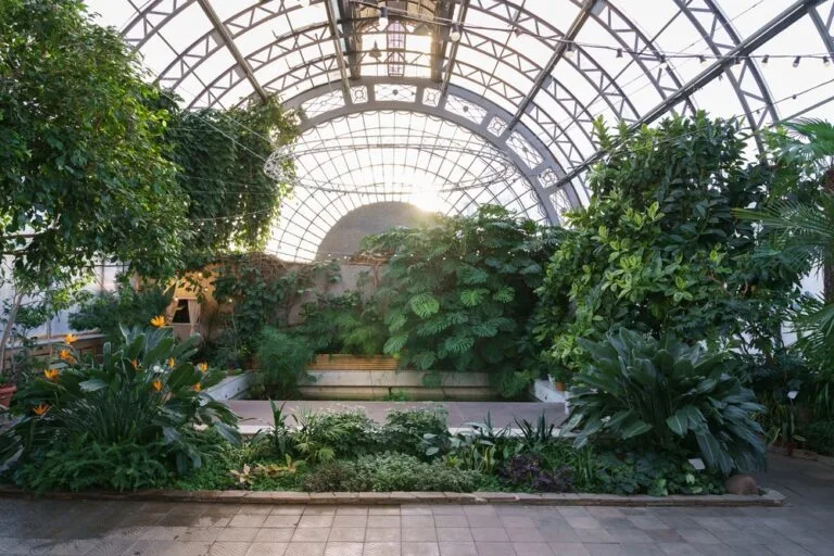 Winter,Garden,Orangery,Interior,With,Evergreen,Tropical,Plants,And,Monstera
